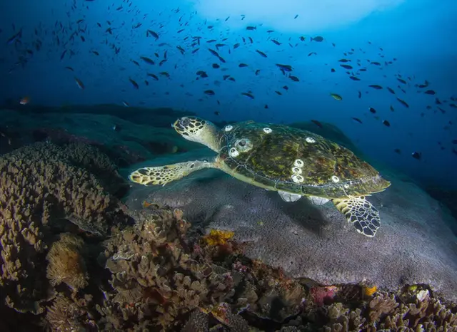 Tauchreise Nusa Penida Purple Dive