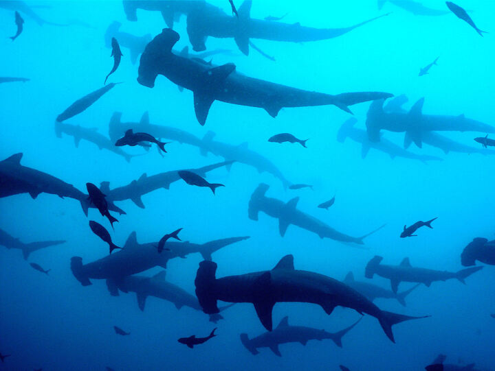 RAJA AMPAT AGGRESSOR – Die vielleicht besten Tauchgründe der Welt 