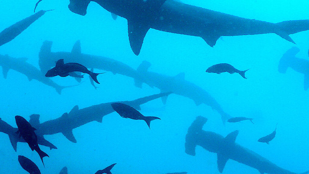 Cocos Island - diving with hammerhead sharks